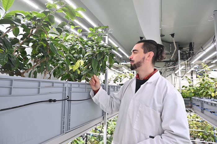 Le thé le plus pur au monde est 100 % montpelliérain